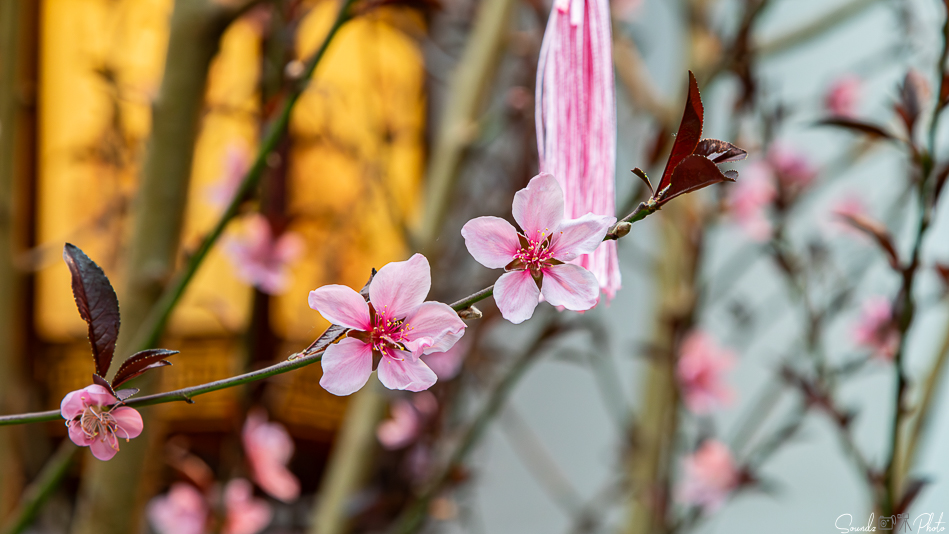 Canon EOS 7D Mark II - EF24-105mm f/4L IS USM