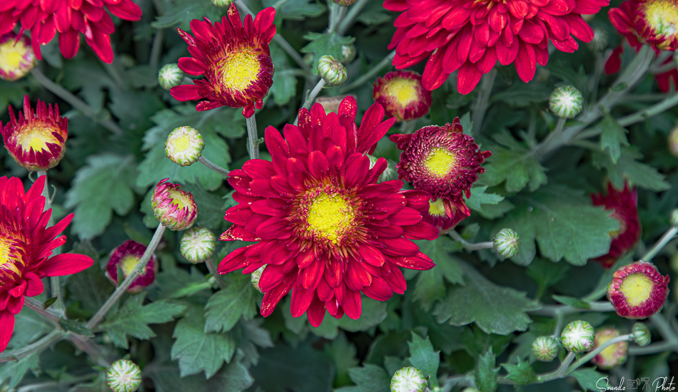 Canon EOS 7D Mark II - EF24-105mm f/4L IS USM