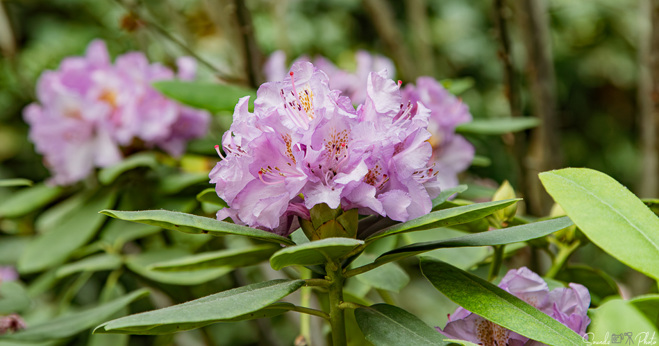 Canon EOS 7D Mark II - EF24-105mm f/4L IS USM