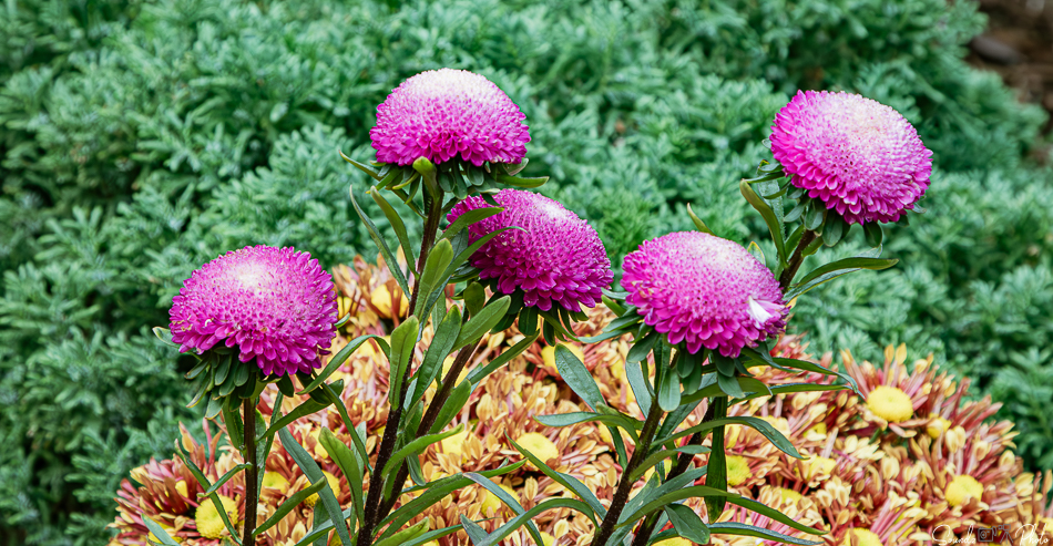 Canon EOS 7D Mark II - EF24-105mm f/4L IS USM