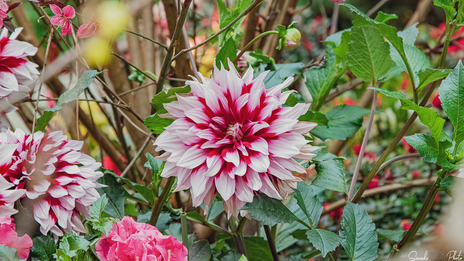 Canon EOS 7D Mark II - EF24-105mm f/4L IS USM