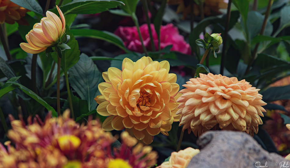 Canon EOS 7D Mark II - EF24-105mm f/4L IS USM