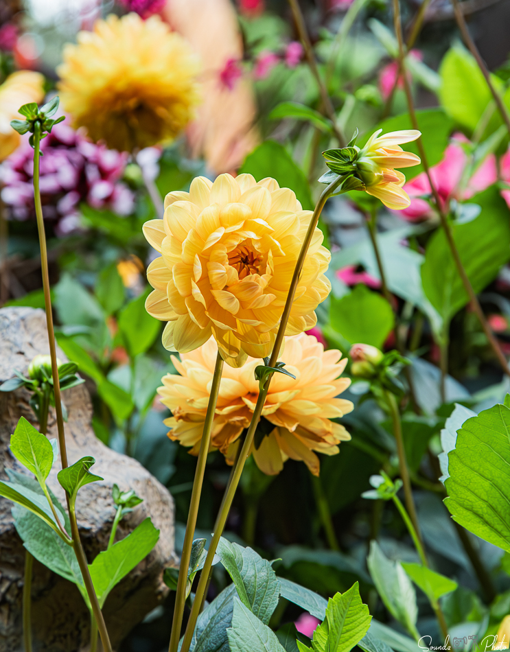 Canon EOS 7D Mark II - EF24-105mm f/4L IS USM