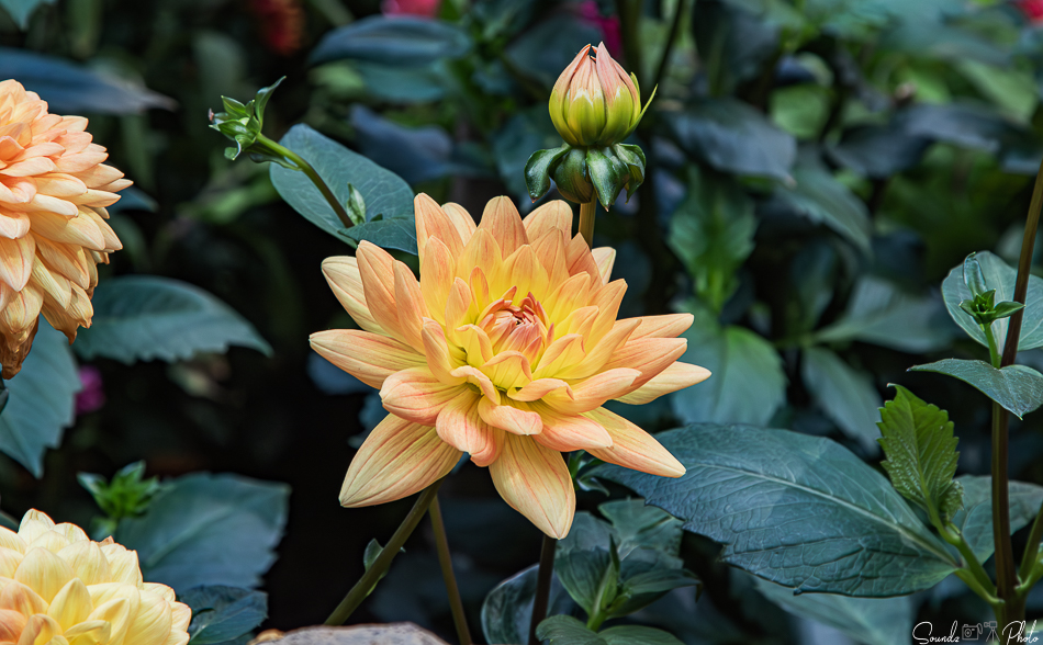 Canon EOS 7D Mark II - EF24-105mm f/4L IS USM