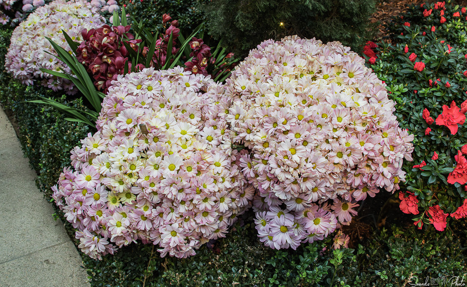 Canon EOS 7D Mark II - EF24-105mm f/4L IS USM