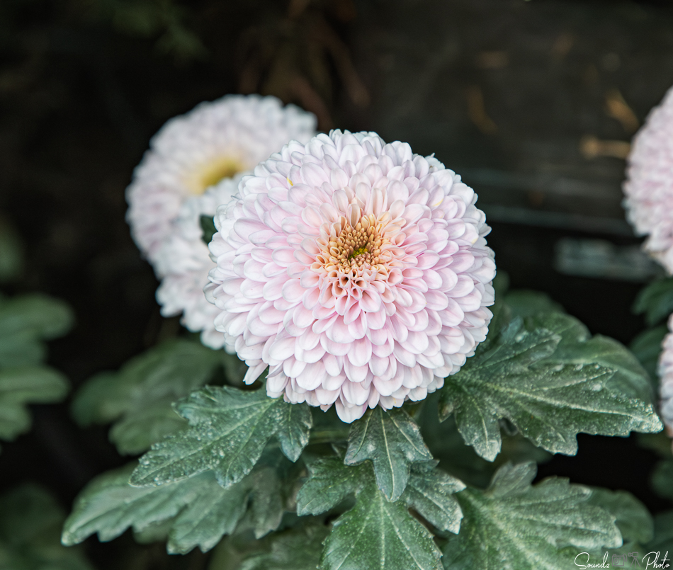 Canon EOS 7D Mark II - EF24-105mm f/4L IS USM