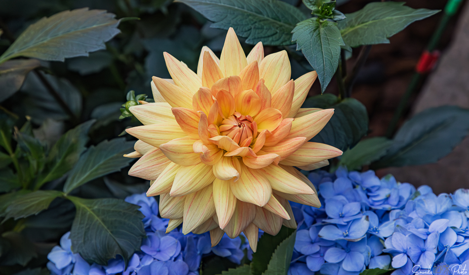 Canon EOS 7D Mark II - EF24-105mm f/4L IS USM