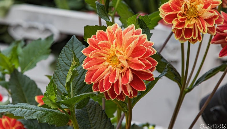 Canon EOS 7D Mark II - EF24-105mm f/4L IS USM