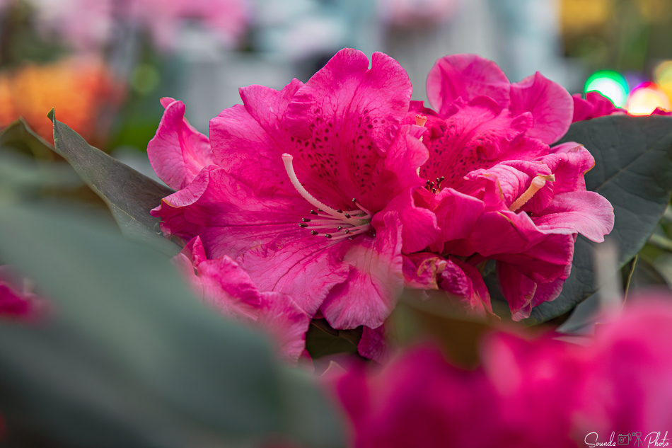 Canon EOS 7D Mark II - EF24-105mm f/4L IS USM