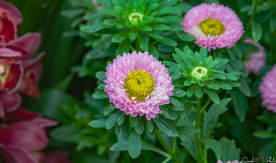 Canon EOS 7D Mark II - EF24-105mm f/4L IS USM