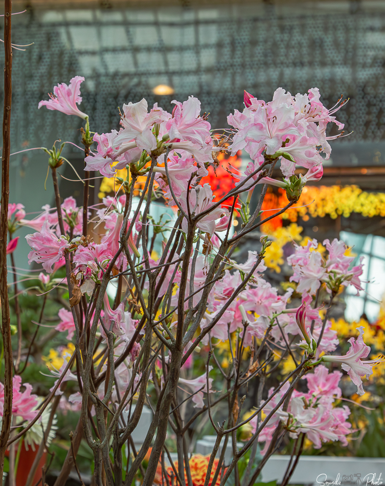 Canon EOS 7D Mark II - EF24-105mm f/4L IS USM