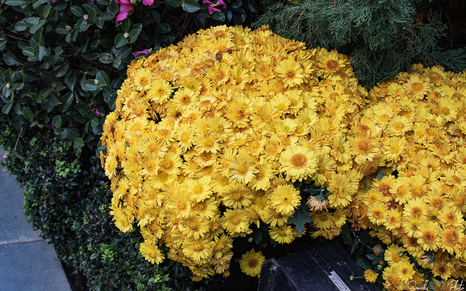 Canon EOS 7D Mark II - EF24-105mm f/4L IS USM