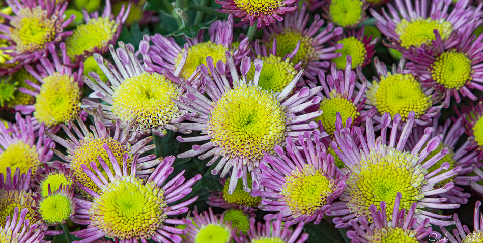 Canon EOS 7D Mark II - EF24-105mm f/4L IS USM