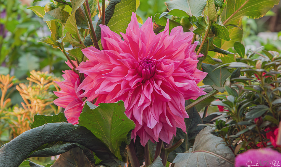 Canon EOS 7D Mark II - EF24-105mm f/4L IS USM