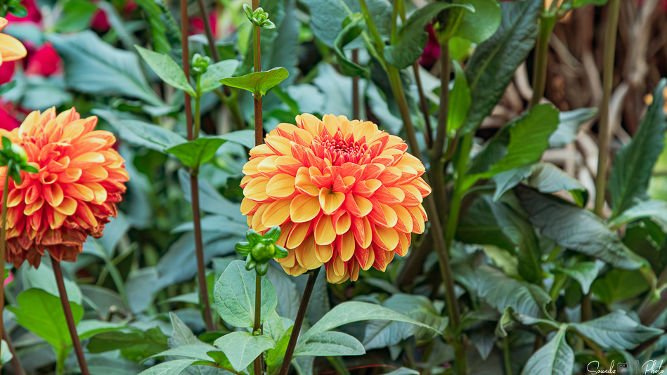 Canon EOS 7D Mark II - EF24-105mm f/4L IS USM