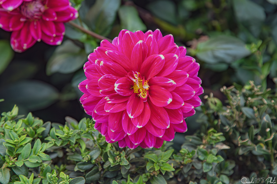 Canon EOS 7D Mark II - EF24-105mm f/4L IS USM