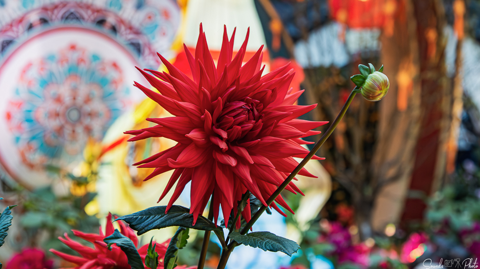 Canon EOS 7D Mark II - EF24-105mm f/4L IS USM