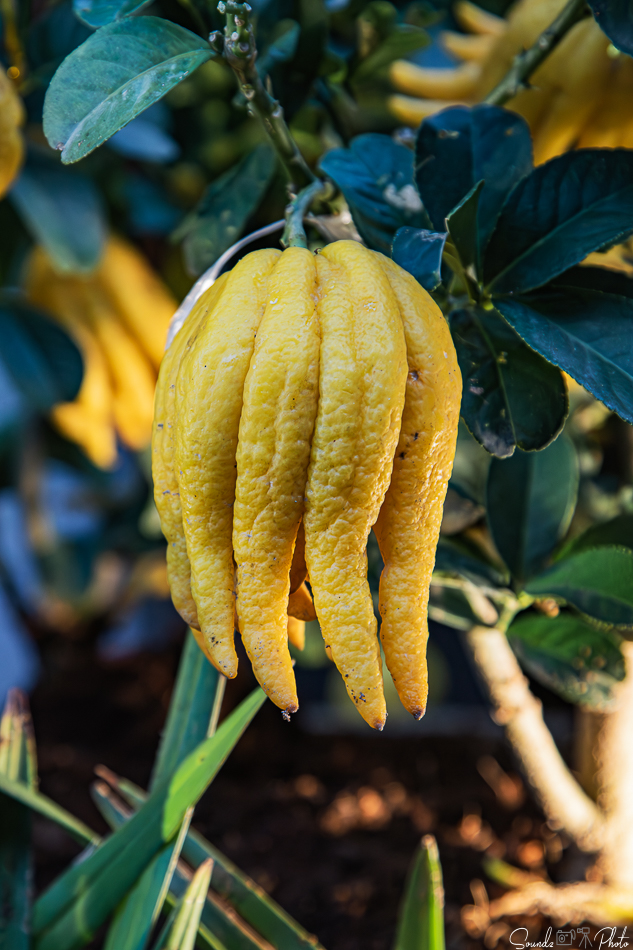 Canon EOS 7D Mark II - EF24-105mm f/4L IS USM