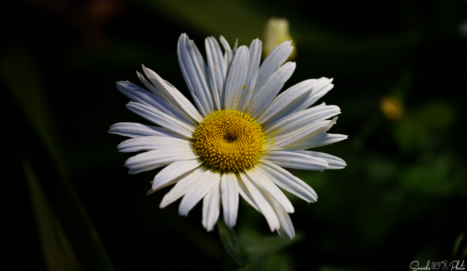 ILCE-7M3 - EF70-300mm f/4-5.6L IS USM