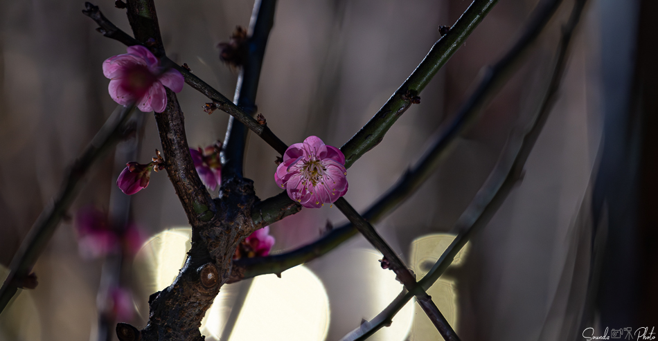 ILCE-7M3 - EF70-300mm f/4-5.6L IS USM