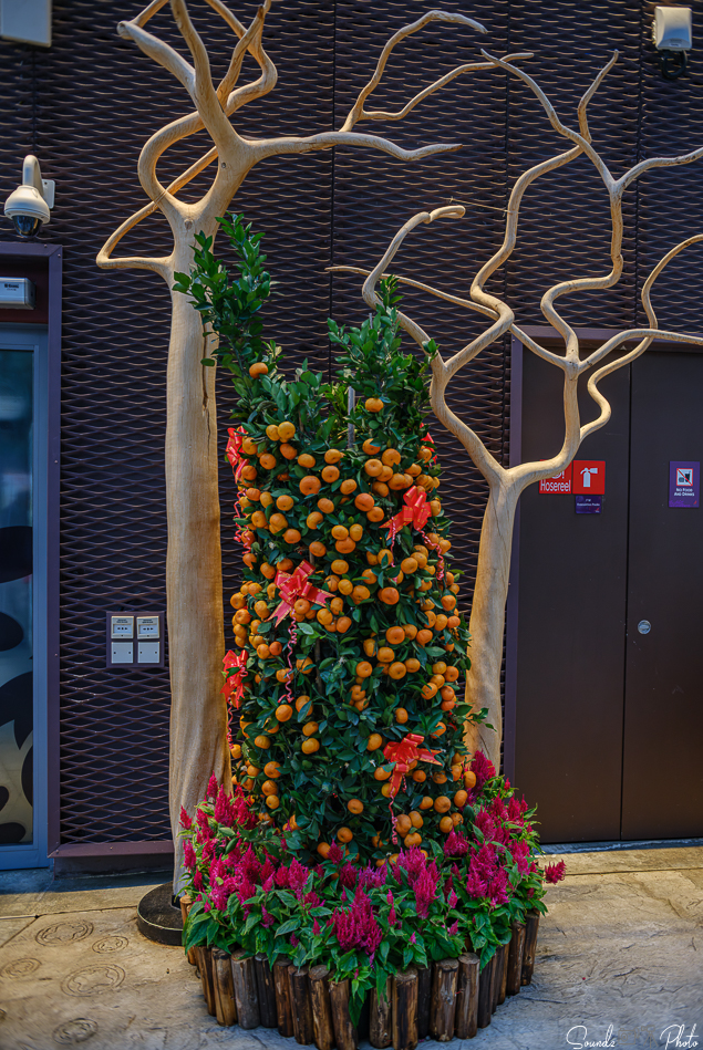 GFX100S II - Viltrox Canon EF 35mm f/2