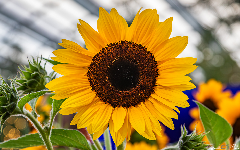 Canon EOS 7D Mark II - EF24-105mm f/4L IS USM