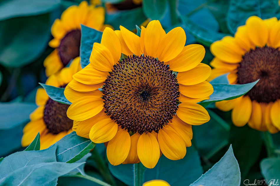 Canon EOS 7D Mark II - EF24-105mm f/4L IS USM