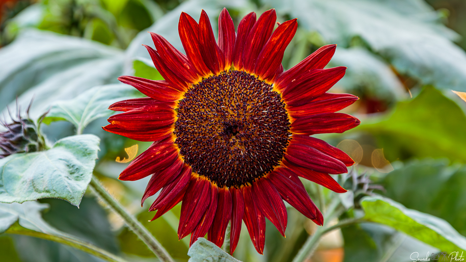 Canon EOS 7D Mark II - EF24-105mm f/4L IS USM