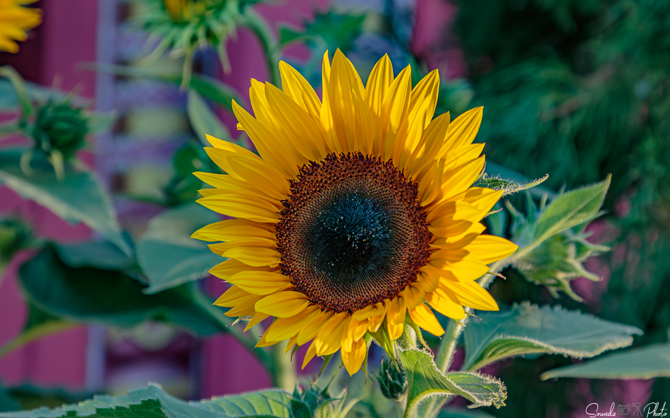 Canon EOS 7D Mark II - EF24-105mm f/4L IS USM